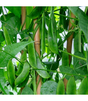 Sem Phali, Lima Beans - Vegetable Seeds