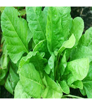Spinach All Green - Vegetable Seeds
