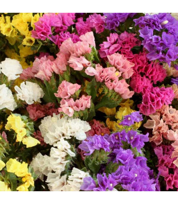 Statice Pacific Mixed Color - Flower Seeds