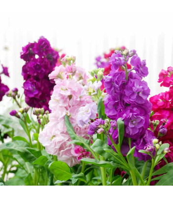 Stock, Matthiola Incana Double Mixed Color - Flower Seeds