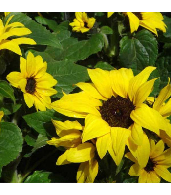 Sunflower Miniature - Flower Seeds | Buy Sunflower Miniature - Flower Seeds Online at Plantsnplanters