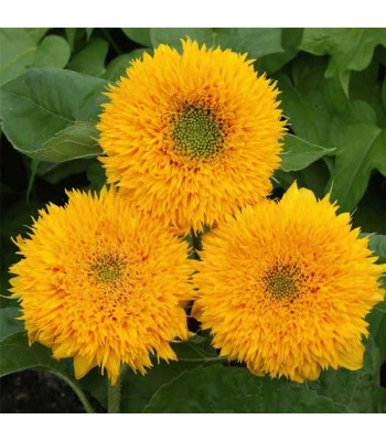 Sunflower Sungold Dwarf - Flower Seeds