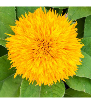 Sunflower Sungold - Flower Seeds