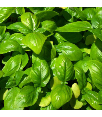 Sweet Basil Genovese Green Classic - Herb Seeds