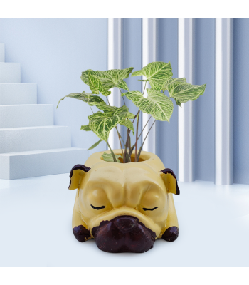 Syngonium Varigated Plant In Sleeping Bulldog Resin Pot