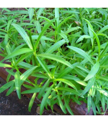 Tarragon - Herb Seeds