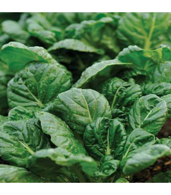 Tatsoi, Spinach Mustard Green - Vegetable Seeds