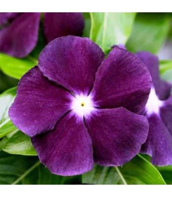Vinca F1 Nana Black Purple - Flower Seeds