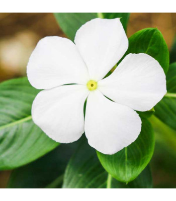 Vinca F1 Nana White - Flower Seeds