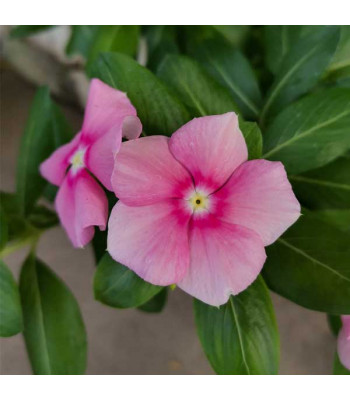 Vinca Rosea Pink - Flower Seeds