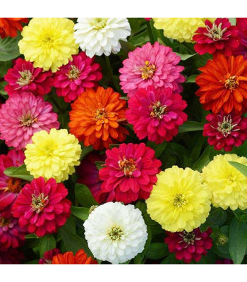 Zinnia Double Mixed Color - Flower Seeds