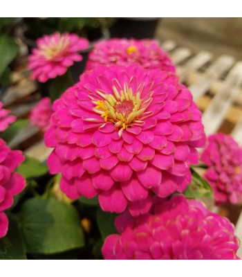 Zinnia F1 Elegans Pink - Flower Seeds