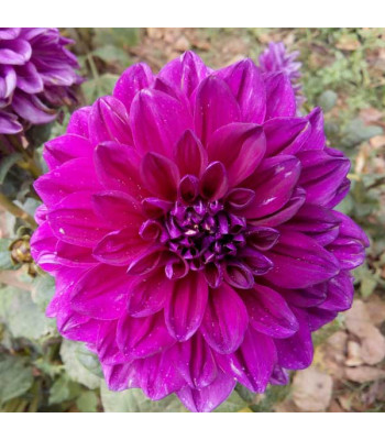 Zinnia F1 Elegans Purple - Flower Seeds