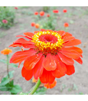 Zinnia Orange Tall - Flower Seeds