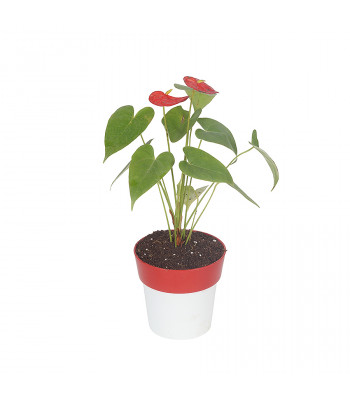 Anthurium Red Plant