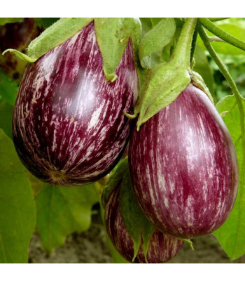 Brinjal Purple Round - Vegetable Seeds