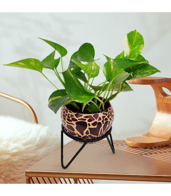 Money Plant Green Varigated - Brown Printed Metal Pot with Stand