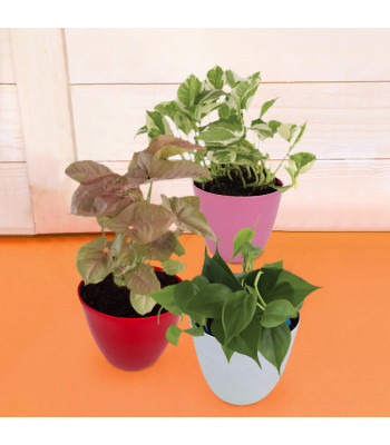 Set of 3 Plants for Healthy Home