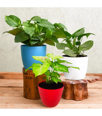 Set Of 3 Stress Free Plants