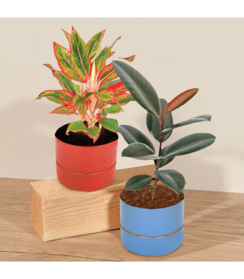 Set Of 2 Air Purifier Plants With Metal Pot