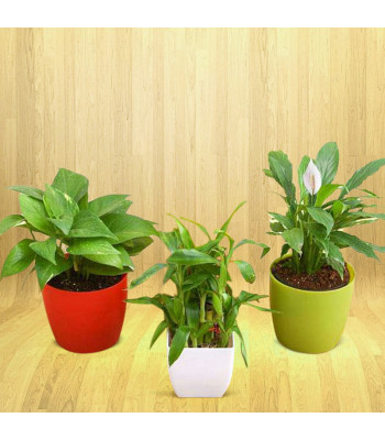 Set of 3 Low Maintenance Plants