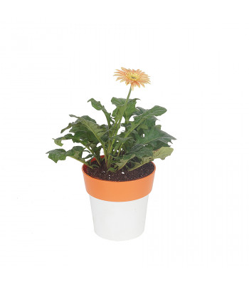 Gerbera - Perennial Flower Plant