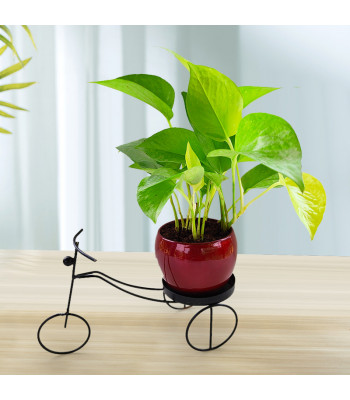 Money Plant Golden - Red Pot with Black Metal Cycle Planter