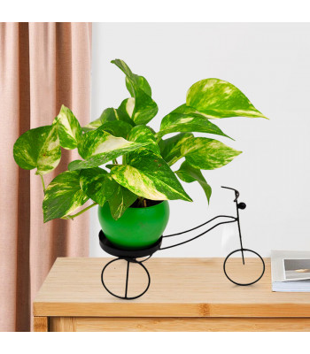 Money Plant Green Varigated - Green Pot with Black Metal Cycle Planter