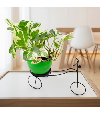 Money Plant Marble Prince - Green Pot with Black Metal Cycle Planter