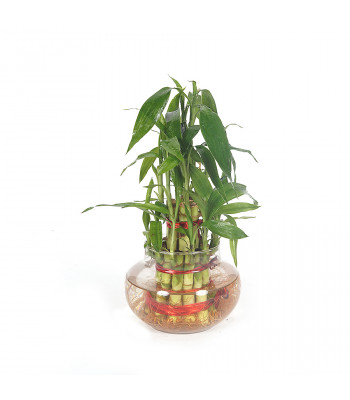 Lucky Bamboo - 2 Layer Plant