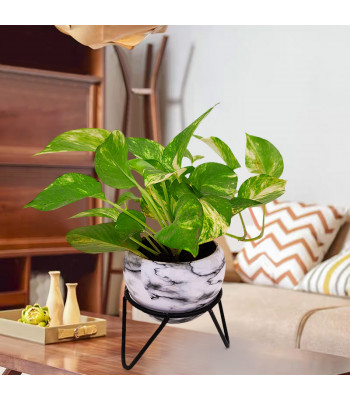 Marble Metal Pot with Stand