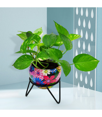 Money Plant - Multicolor Metal Pot with Stand