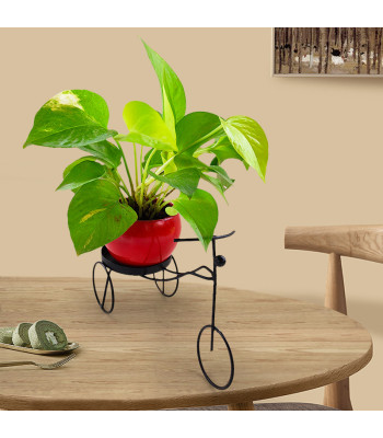 Money Plant Green Varigated - Orange Pot with Black Metal Cycle Planter