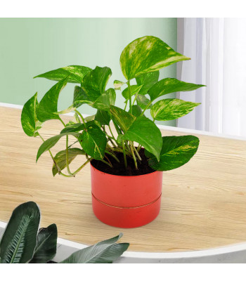 Money Plant Green Varigated - Orange Metal Pot