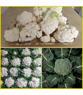 Set of 3 Best Cauliflower and Broccoli Seeds