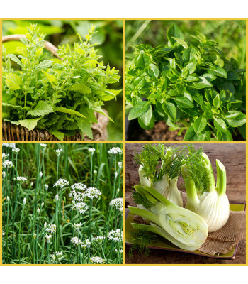 Set of 4 Best Herb Seeds for Kitchen Gardening