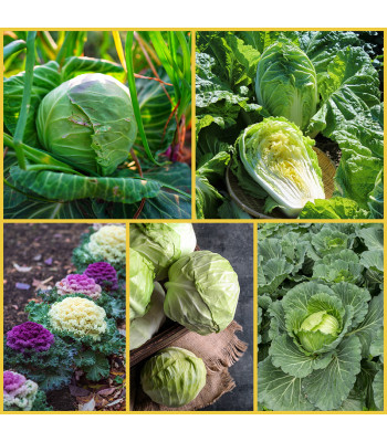 Set of 5 Fresh Cabbage Seeds
