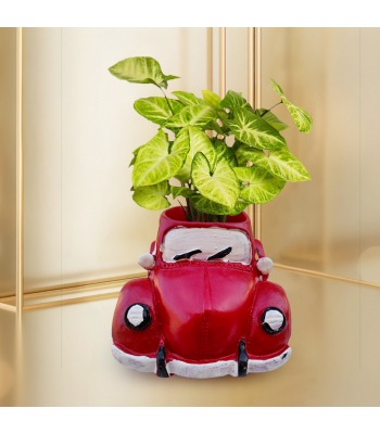 Syngonium White Butterfly Plant In Red Car Resin Pot