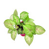 Syngonium Green Pink - Plant