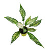 Aglaonema Snow White Plant