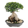 Splendid Ficus Ginseng Bonsai Plant