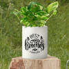 Money Plant Marble Prince Plant With Personalised Mug White