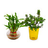 2 Layer Lucky Bamboo Plant Live Indoor Square Glass Pot 3 X 3 Inches & Jade Plant (Set of 2)