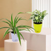 Syngonium White Plant & Spider Plant (Set Of 2)