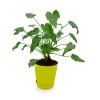 Philodendron Xanadu Green - Plant