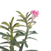Adenium Multi Petal (Pink ) Plant