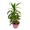 Song of India – Dracaena reflexa – Plant