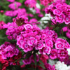 Dianthus Baby Doll Mixed Color - Flower Seeds