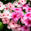 Impatiens Baby Mixed Color - Flower Seeds