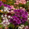 Phlox Beauty Mixed Color - Flower Seeds